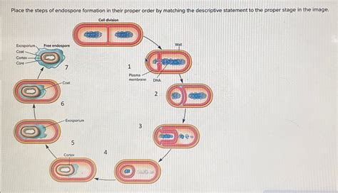 Solved Place the steps of endospore formation in their | Chegg.com