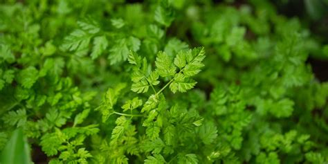 Easy Guide: Chervil vs Parsley - Which is Best?