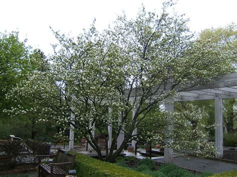 Serviceberry | UMN Extension