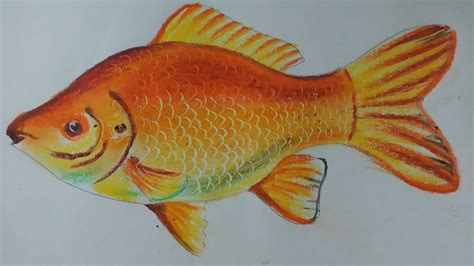 Realistic Fish Drawing Colour - Goimages Insight