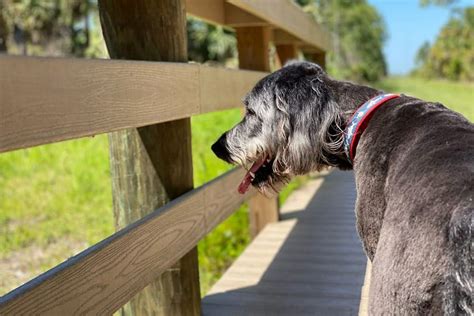 Wildlife on the Trails of Babcock Ranch - Babcock Barks, LLC