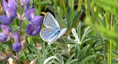 Five Lessons I Learned from the Mission Blue Butterfly | Golden Gate ...