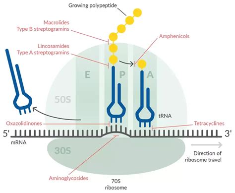 Mechanisms of Action of Antibiotics: An Overview – Microbe Online