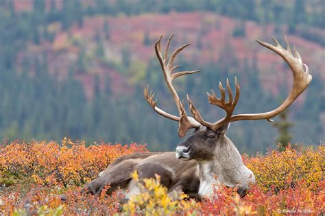 🔥 Caribou have the most magnificent antlers : r/NatureIsFuckingLit