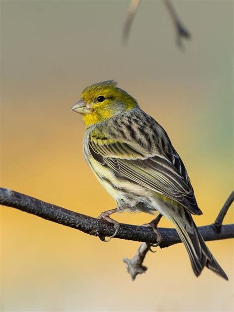 Green Singing Finch | Canary birds, Canary, Finches bird