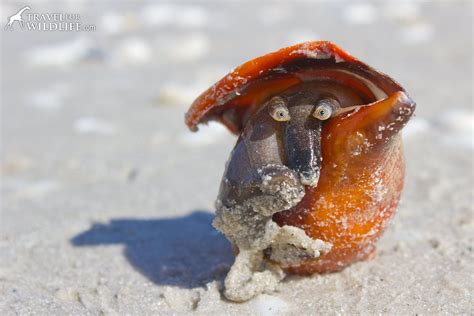 The Beautiful Face of the Florida Fighting Conch - Travel For Wildlife ...