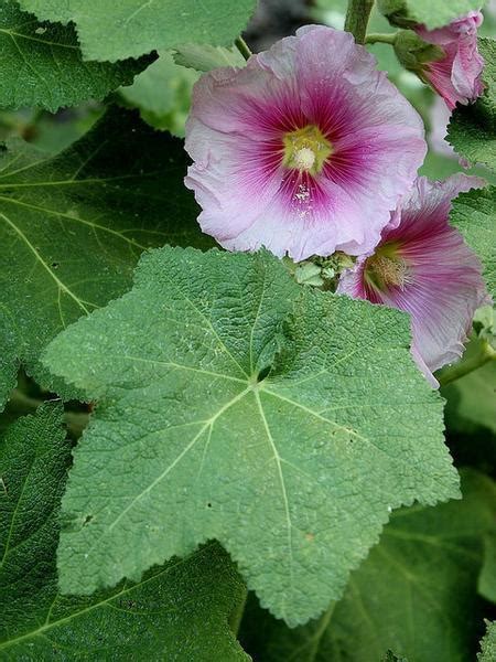 Alcea rosea (Hollyhock, Hollyhocks) | North Carolina Extension Gardener ...