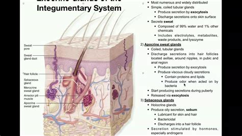 Exocrine Glands of the Integumentary System - YouTube