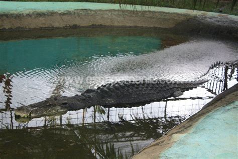 A Close Encounter with Lolong - The Longest Captive Crocodile in the ...