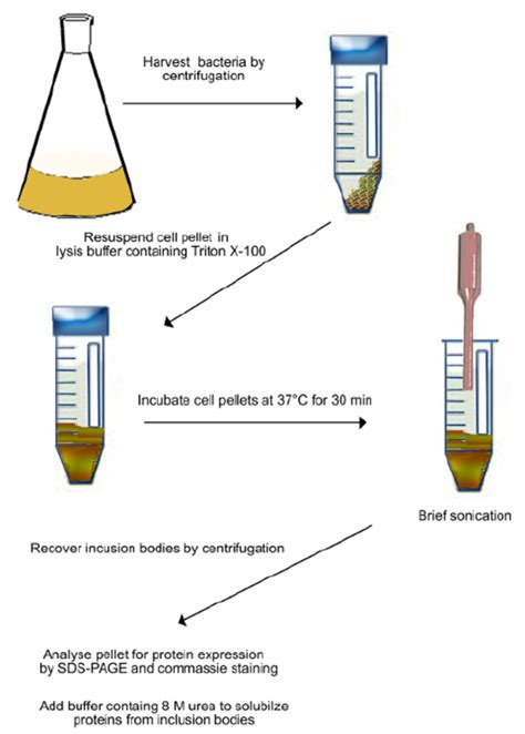 Bacterial Cell Lysis Buffer Recipe | Besto Blog