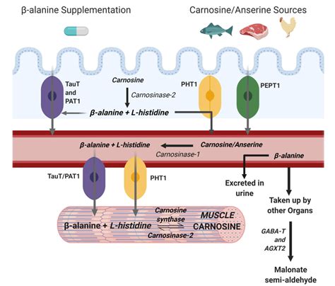 Beta-Alanine Metabolism Pathway | Semantic Scholar