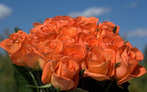 HD Orange roses in the bouquet Wallpaper | Download Free - 148367