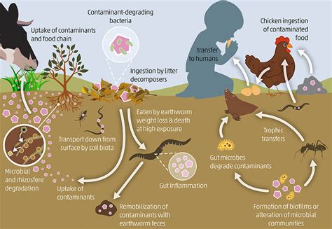 Effects Of Soil Pollution On Animals