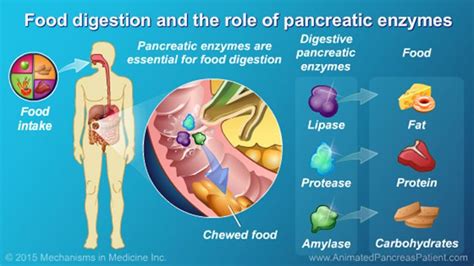 The pancreas plays a pivotal role in normal food digestion. Pancreatic ...