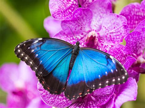 The Famous Blue Morpho - Cambridge Butterfly Conservatory