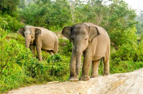 Sumatran Elephant Facts, Habitat, Diet, Life Cycle, Baby, Pictures