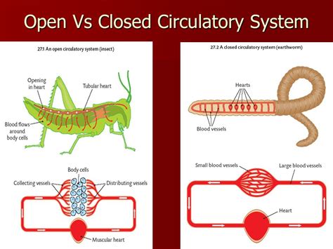 Types of Heart and Circulatory system | Class Twelve Biology