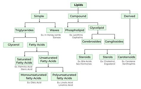 What are Lipids? - Function, Structure, Definition of Lipids