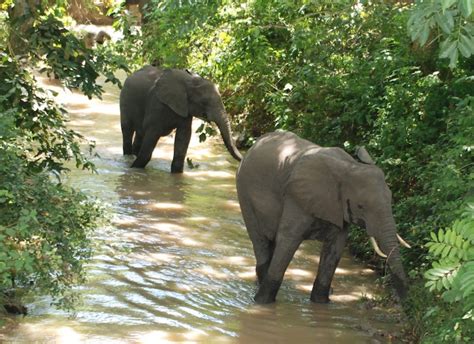 Wildlife of Uganda | Discover Africa Safaris