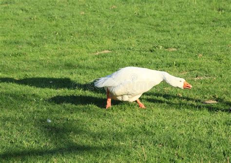 Angry Goose Attack