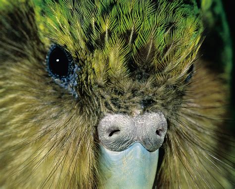 Kākāpō: Bird on the brink | New Zealand Geographic