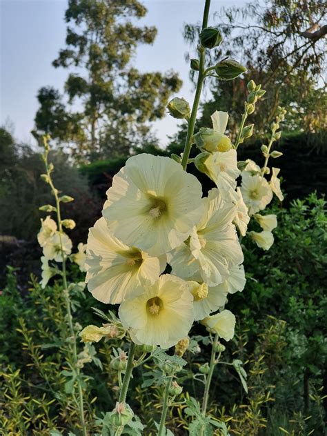 Dry Area Plants | Alcea Rugosa - The Beth Chatto Gardens