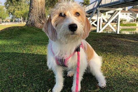 Beagle Poodle Mix: A Dog That Will Melt Your Heart