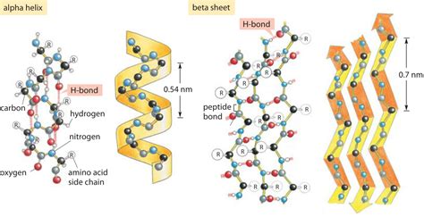 Dna Replication Hydrogen Bonds