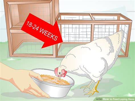 How to Feed Laying Hens: 11 Steps (with Pictures) - wikiHow