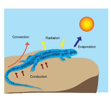 Ectothermic Animals Examples