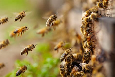 As pollination season begins, bees are taking no lunch breaks - Wild ...