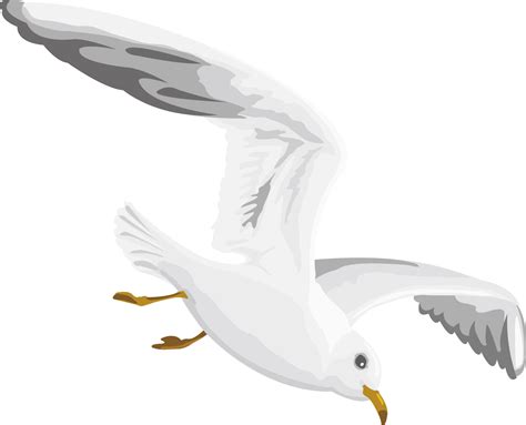 Gulls European Herring Gull - Flying seagull decoration design png ...