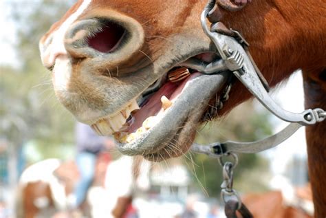 Does Your Horse Have Teeth Problems? Learn How To Spot The Symptoms ...