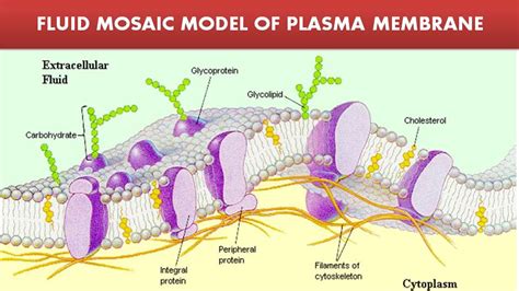 Labelled Diagram Of Fluid Mosaic Model Of Plasma Membrane Ex