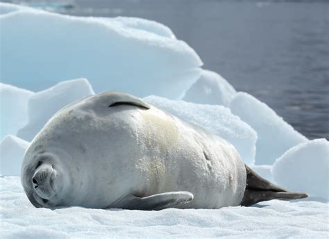 Seals of the Antarctic Peninsula | Poseidon Expeditions