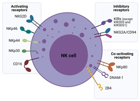 Cells | Free Full-Text | Enhancing a Natural Killer: Modification of NK ...