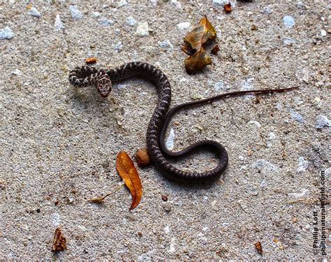 Pygmy Rattlesnake - Phillip's Natural World