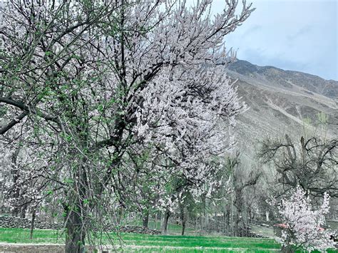 Colors Of Hunza Valley Tour - 9 Days