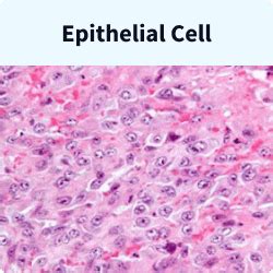 Mesothelium Histology