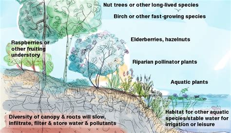 A Riparian Buffer Can Improve Your Farm - Hobby Farms