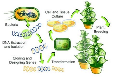 Biotechnology Examples in Everyday Life – StudiousGuy