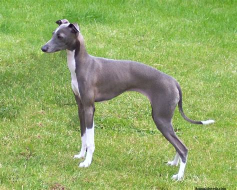 Italian Greyhound - Puppies, Rescue, Pictures, Information, Temperament ...