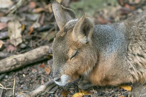 Barbados Wildlife Reserve - Barbados Pocket Guide