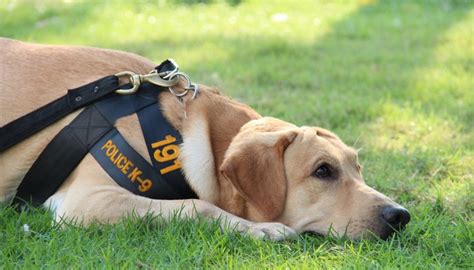 15 Best Police Dog Breeds Used for Police Work (most to least popular)