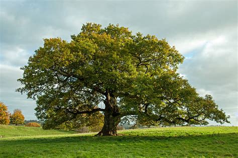 Amazing Facts: Oak Tree