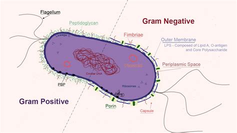 Bacterial Structures - Microbiology - Medbullets Step 1