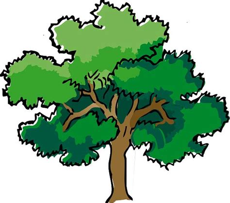 Trees | Types, Structure, Facts, and Environmental Impact