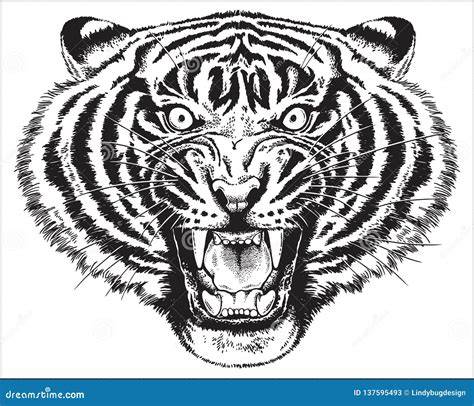 A Sketch of a Tiger Roaring Stock Illustration - Illustration of sketch ...