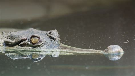 Slender-snouted Crocodile | San Diego Zoo Animals & Plants