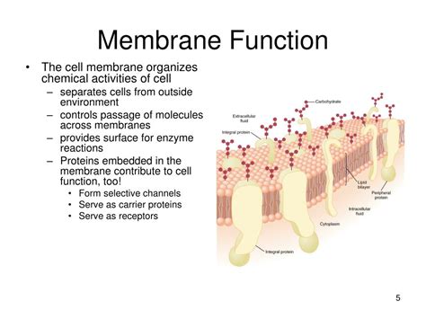 PPT - Membrane Structure and Function PowerPoint Presentation, free ...